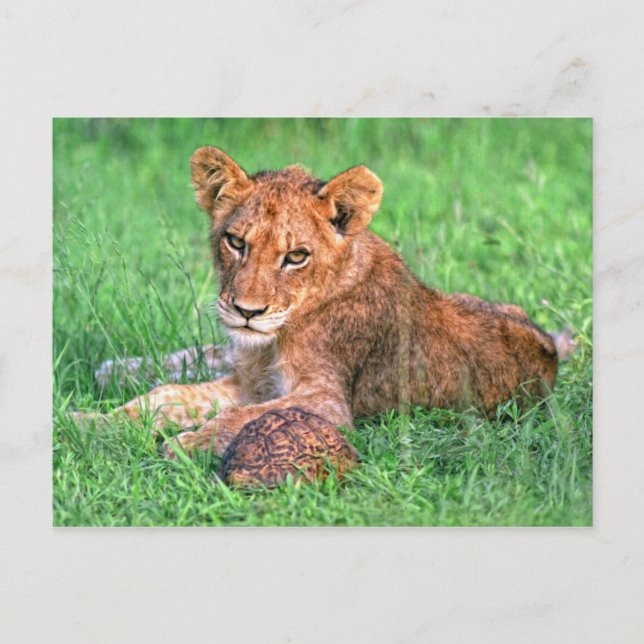 Cartão Postal Lion cub e tartaruga (Frente)