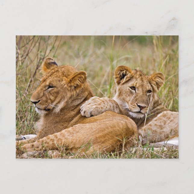 Cartão Postal Lion Cubs (Frente)