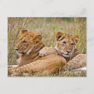 Cartão Postal Lion Cubs