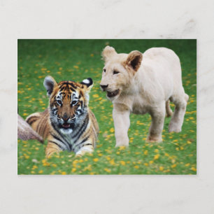 Cartão Postal Lion e cubos de tigre em jogo