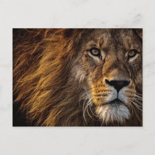 Cartão Postal Lion Face Close Up Photo