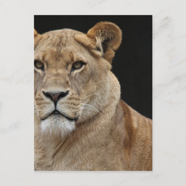 Cartão Postal Lion Female Deitada (Frente)