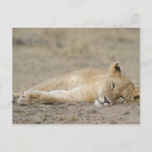 Cartão Postal Lion (Panthera leo) descansando, Jogo Masai Mara