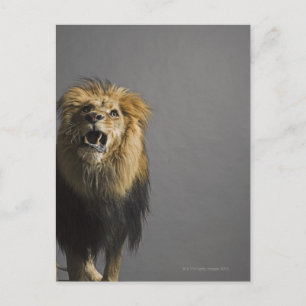 Cartão Postal Lion Raring
