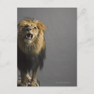 Cartão Postal Lion Raring