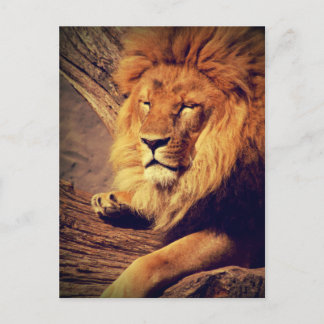 Cartão Postal Lion Wildlife Africa