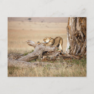 Cartão Postal Lioness alongando