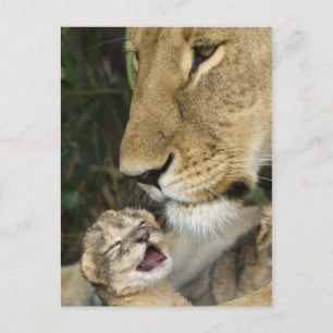 Cartão Postal Lioness and Newborn