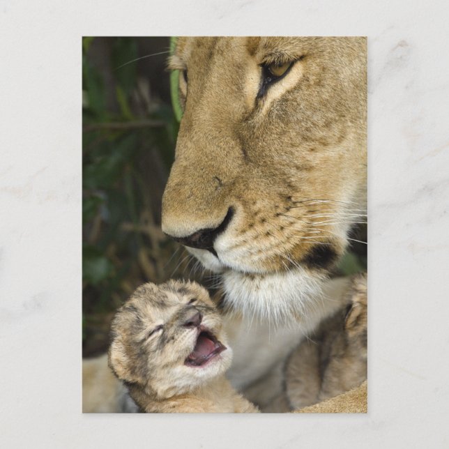 Cartão Postal Lioness and Newborn (Frente)