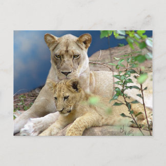 Cartão postal Lioness e Cub
