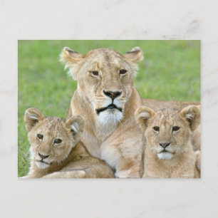Cartão Postal Lioness e Dois Cubs, África Oriental, Tanzânia,