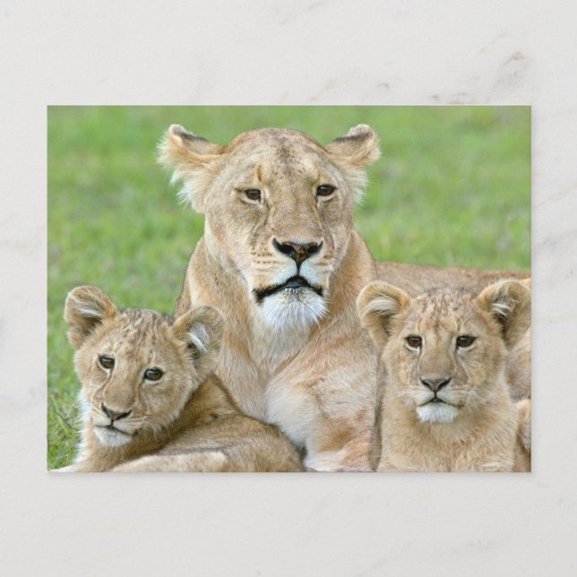 Cartão Postal Lioness e Dois Cubs, África Oriental, Tanzânia, (Frente)