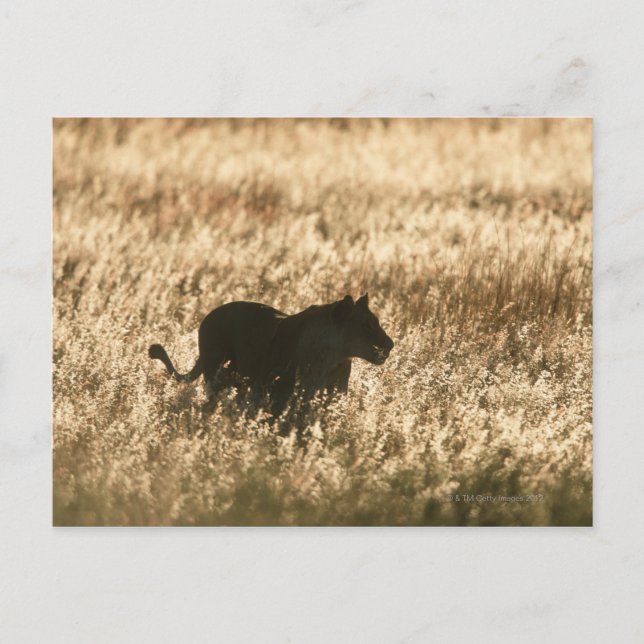 Cartão Postal Lioness (Panthera leo) silhuetada em erva longa (Frente)