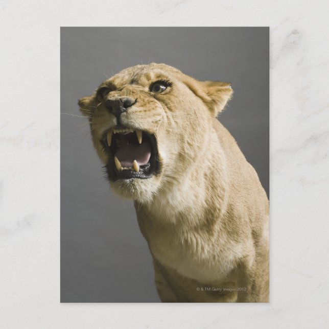Cartão Postal Lioness ruaring (Frente)
