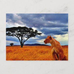 Cartão Postal Lioness Storm