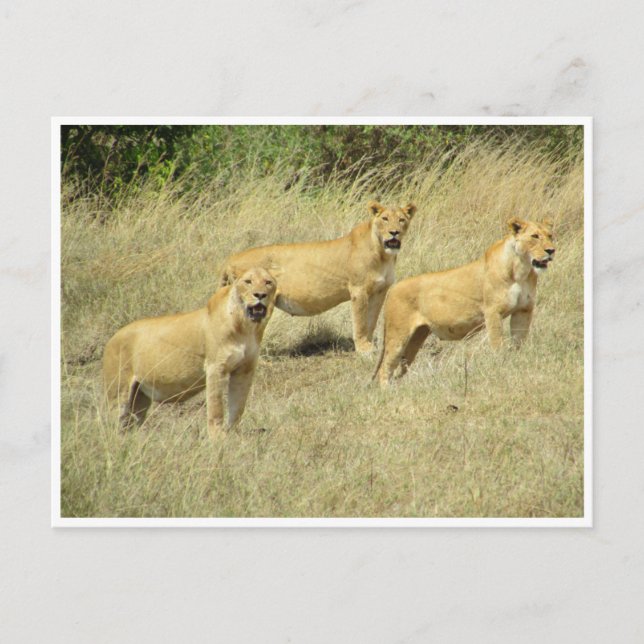 Cartão Postal lioness trio (Frente)