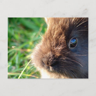 Cartão Postal Lionhead Bunny