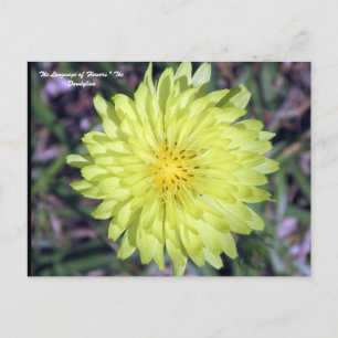 Cartão Postal LionHead Dandy Lion Flower Floriografia