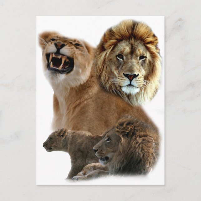 Cartão postal Lions (Frente)