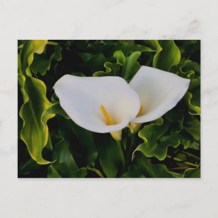 CARTÃO POSTAL LÍRIAS CALLA