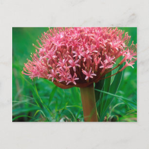 Cartão Postal Lírio Africano (Agapanthus Praecox), Mala Mala