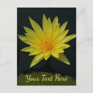 Cartão Postal Lírio Aquático Lotus Amarelo