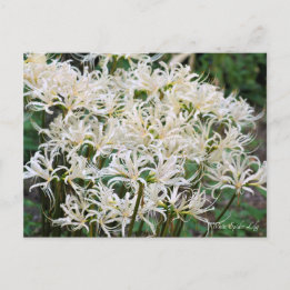 Cartão Postal Lírio Aranha Branco ポストカード