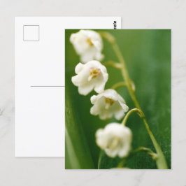 Cartão Postal Lírio Branco do vale (Convallaria majalis) 