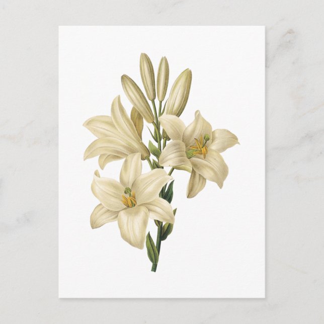 Cartão Postal lírio branco (Lilium candidum) por Redouté (Frente)