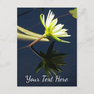 Cartão Postal Lírio de Água White Lotus