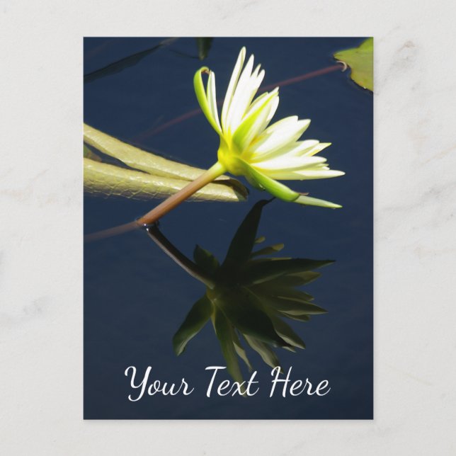 Cartão Postal Lírio de Água White Lotus (Frente)
