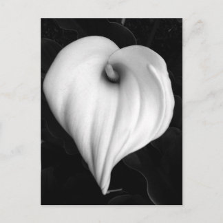 Cartão Postal Lírio de Calla em preto e branco