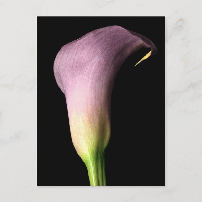 Cartão Postal Lírio-de-calla Roxo (Frente)