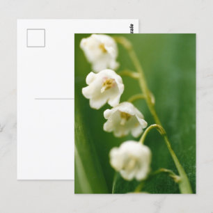Cartão Postal Lírio-do-vale branco (Convallaria majalis)