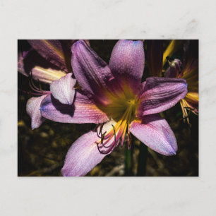 Cartão Postal Lírio Roxo Espelhante Close-Up