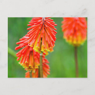 Cartão Postal Lírio Tocha (Kniphofia Uvaria), Cabo Ocidental