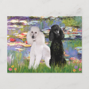 Cartão Postal Lírios2-Poodles Padrão (preto e branco)