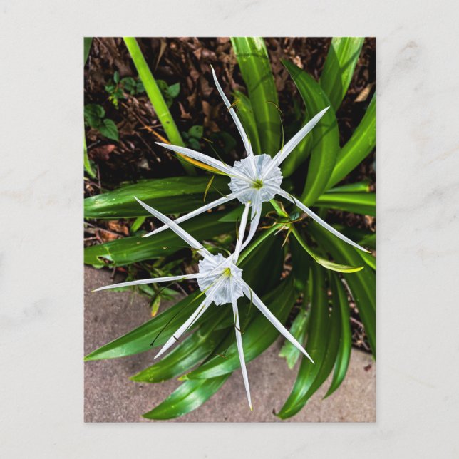 Cartão Postal Lírios-Aranha Brancos com Folhas Verdes (Frente)