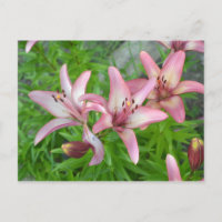 Lírios asiáticos cor-de-rosa