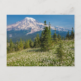 Cartão Postal Lírios avalanche e Monte Rainier