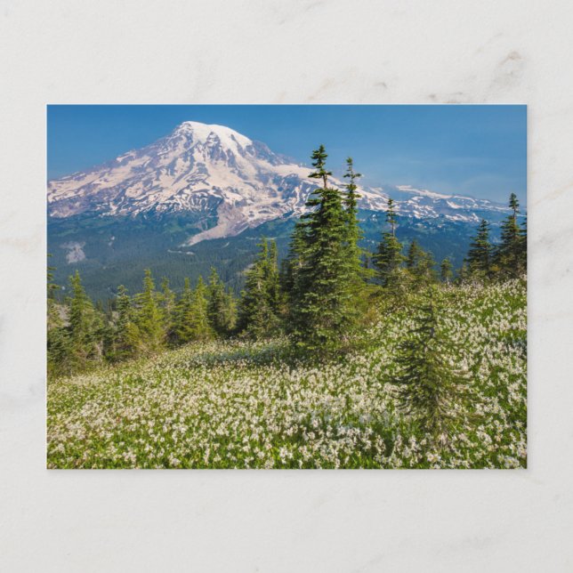 Cartão Postal Lírios avalanche e Monte Rainier (Frente)