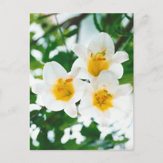 Cartão Postal Lírios Brancos Russos - Candidato Lilium (Frente)