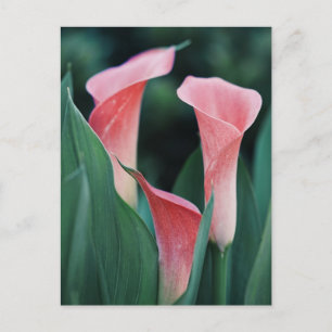 Cartão Postal Lírios Calla Flores Rosa