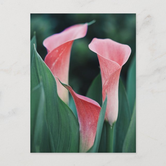 Cartão Postal Lírios Calla Flores Rosa (Frente)
