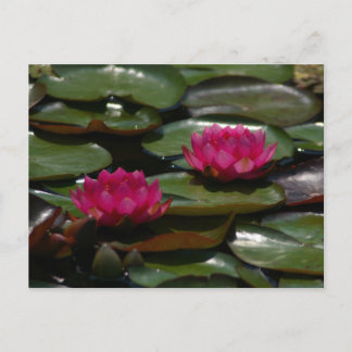 Cartão Postal Lírios de água magenta Lotus
