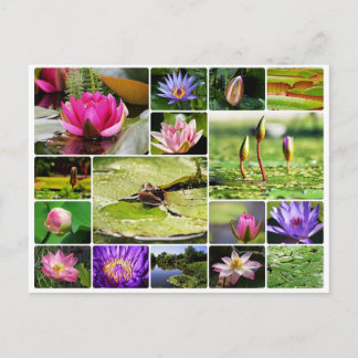 Cartão Postal Lírios de água tropical foto colagem natureza flor
