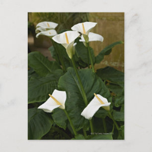 Cartão Postal lírios de arum ou de calla, Zantedeschia aethiopi