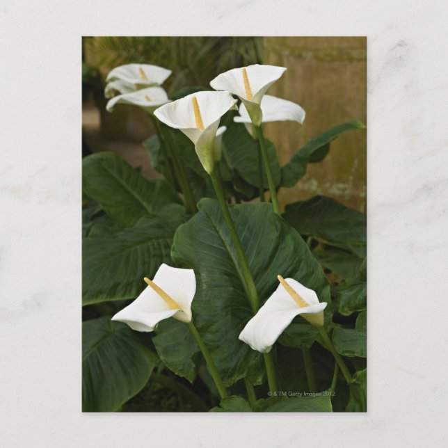 Cartão Postal lírios de arum ou de calla, Zantedeschia aethiopic (Frente)