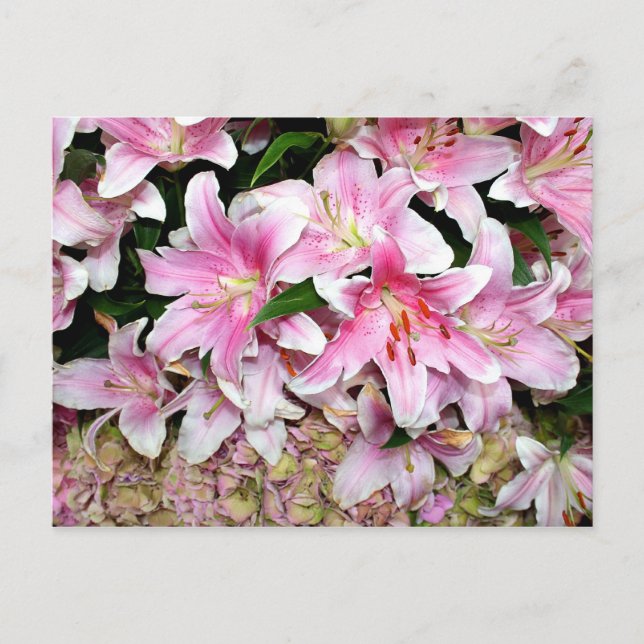Cartão Postal Lírios e Hidrangea Rosa (Frente)