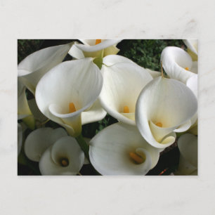 Cartão Postal Lírios na Plantação de Calla Lily, Taiwan